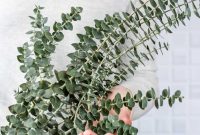 5 Eucalyptus Diffuser Blends for Every Season
