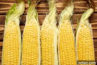 How to Freeze Corn on the Cob Blanched or Unblanched