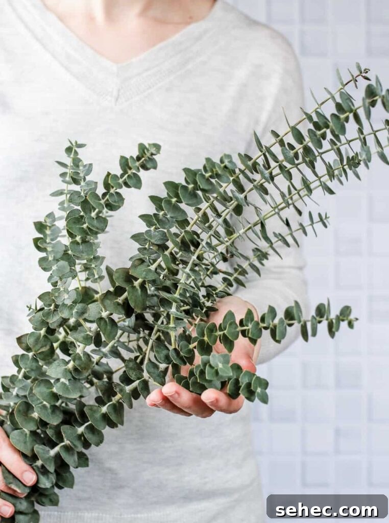 Eucalyptus Diffuser Blends
