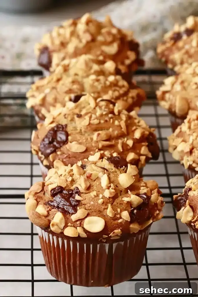 Soft Peanut Butter Chocolate Chip Muffins 14 homemade peanut butter muffins with diced peanuts and chocolate on top.