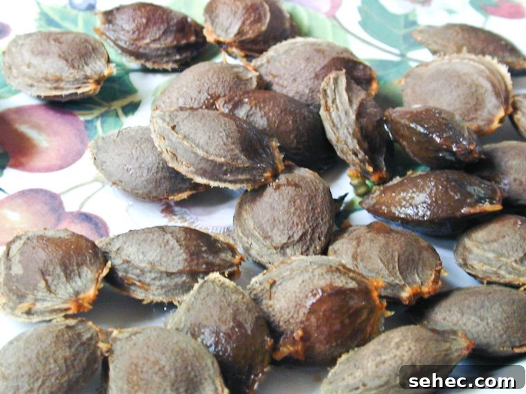 Apricot stones