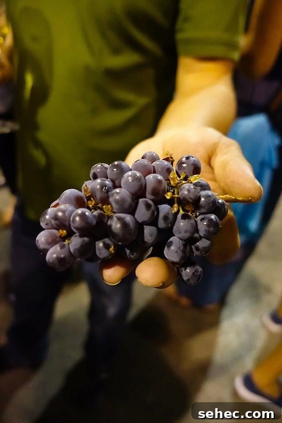 California Coastal Cruise – Santa Barbara A bunch of purple grapes resting in the palm of a man in a green shirt