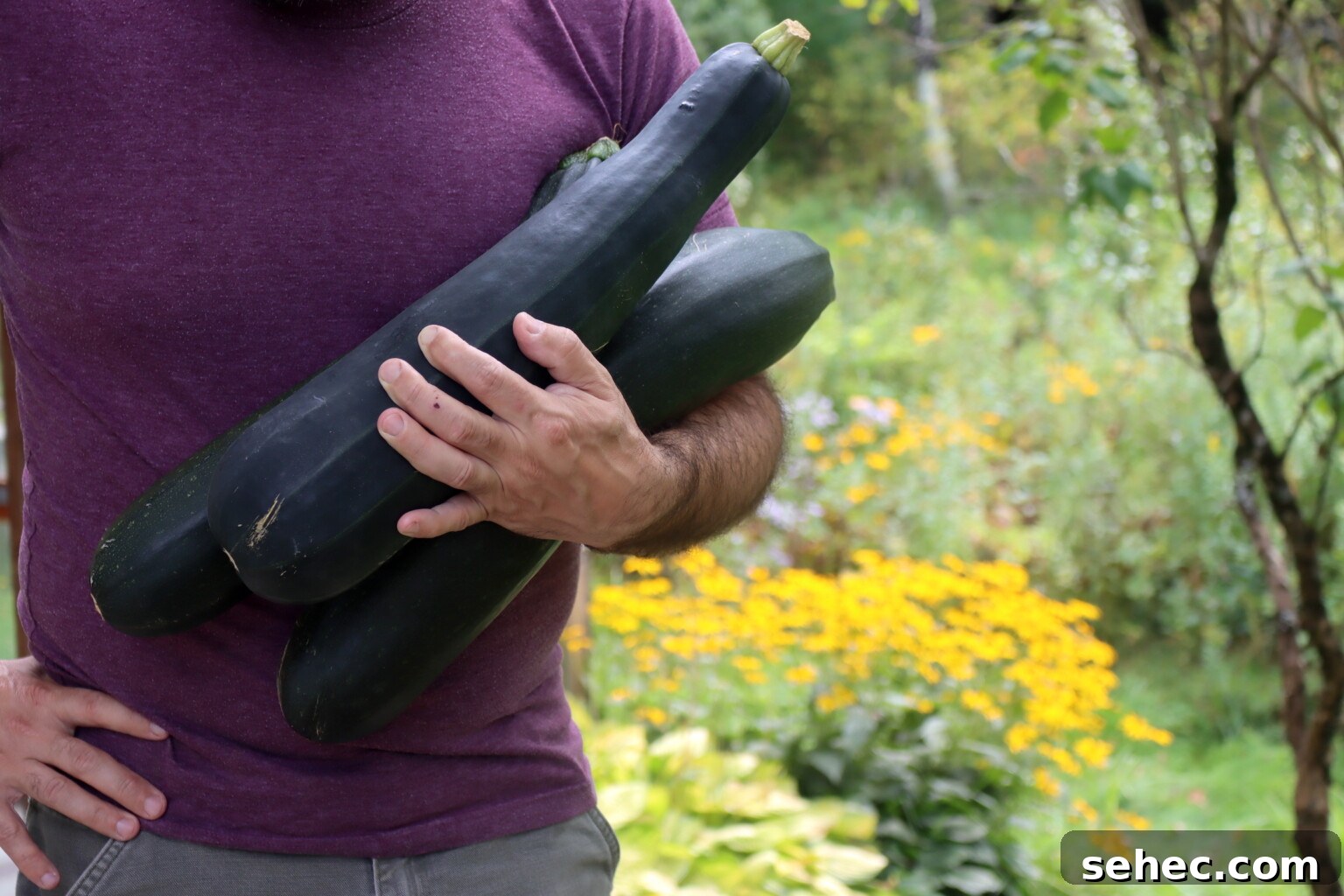 How to Make Zucchini Flour at Home 4 Extra Large Zucchini