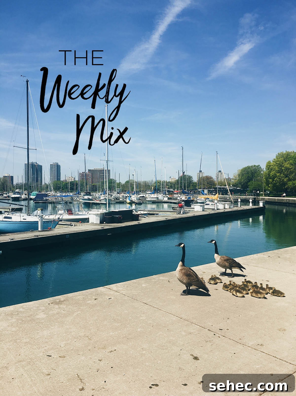 Weekly Mix Newsletter Fresh Ideas and Updates 2 The Weekly Mix - A Beautiful Plate