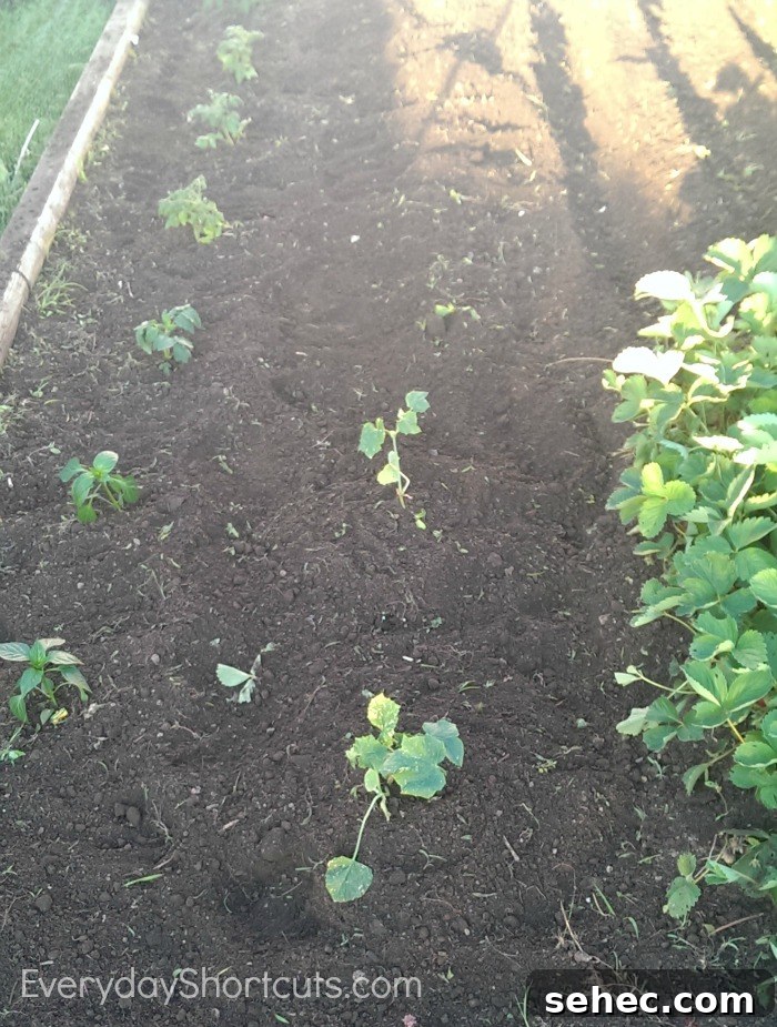 Raised Bed Gardening for Beginners Plan Plant and Grow 4 raised garden beds tutorial